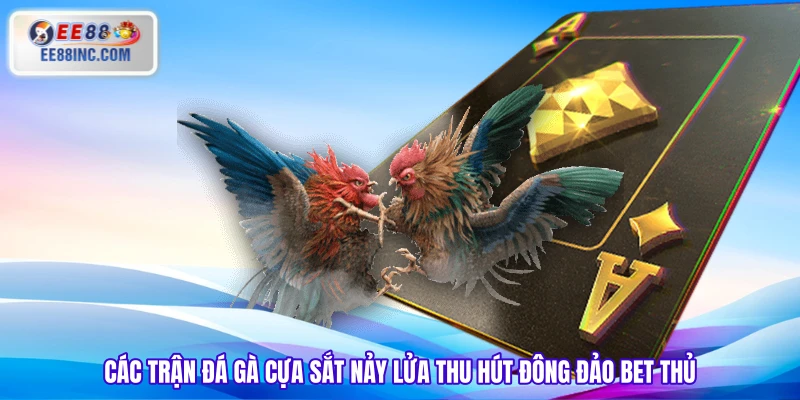Các trận đá gà cựa sắt nảy lửa thu hút đông đảo bet thủ Các trận đá gà cựa sắt nảy lửa thu hút đông đảo bet thủ