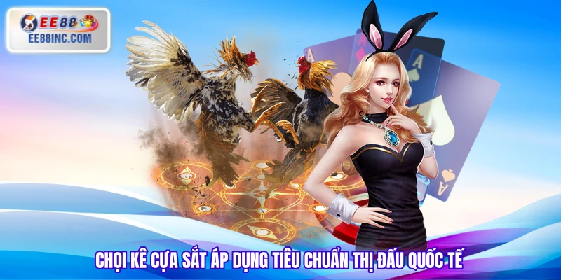 Chọi kê cựa sắt áp dụng tiêu chuẩn thị đấu quốc tế Chọi kê cựa sắt áp dụng tiêu chuẩn thị đấu quốc tế