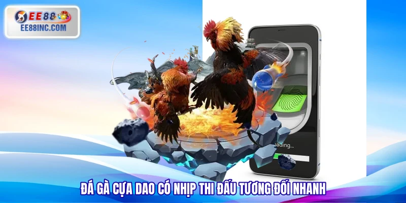 Đá gà cựa dao có nhịp thi đấu tương đối nhanh Đá gà cựa dao có nhịp thi đấu tương đối nhanh