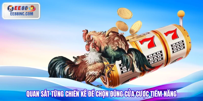 Quan sát từng chiến kê để chọn đúng cửa cược tiềm năng Quan sát từng chiến kê để chọn đúng cửa cược tiềm năng